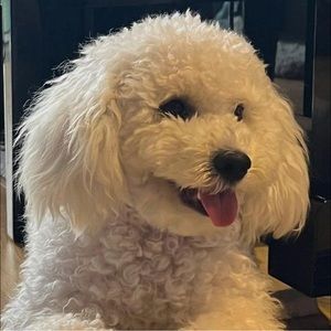 Meet your Posher, Lizco kok